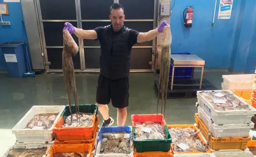¿Cuándo comprar pulpo? Lo que debes mirar en la lonja