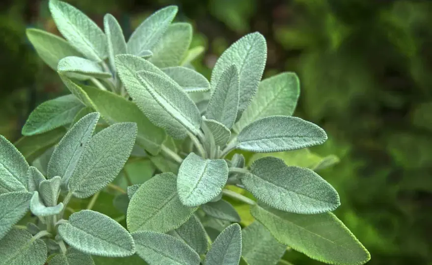 Odla salvia i köksträdgården - så lyckas du året runt