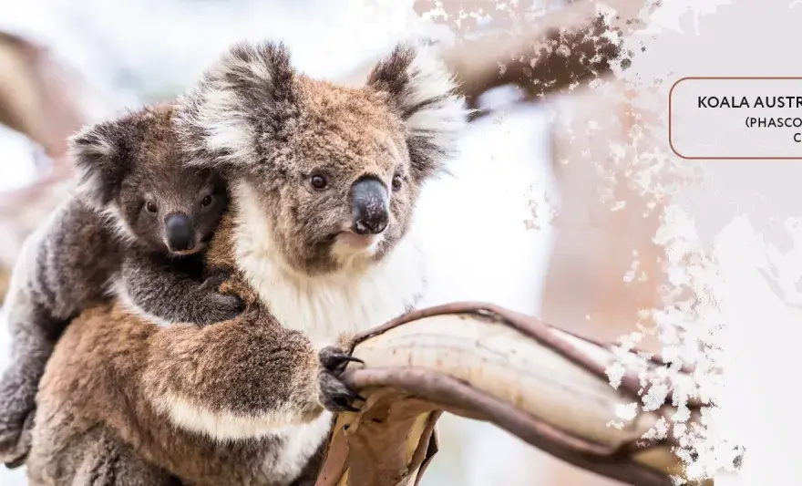 Koala - Prawdziwe życie torbacza, nie misia!