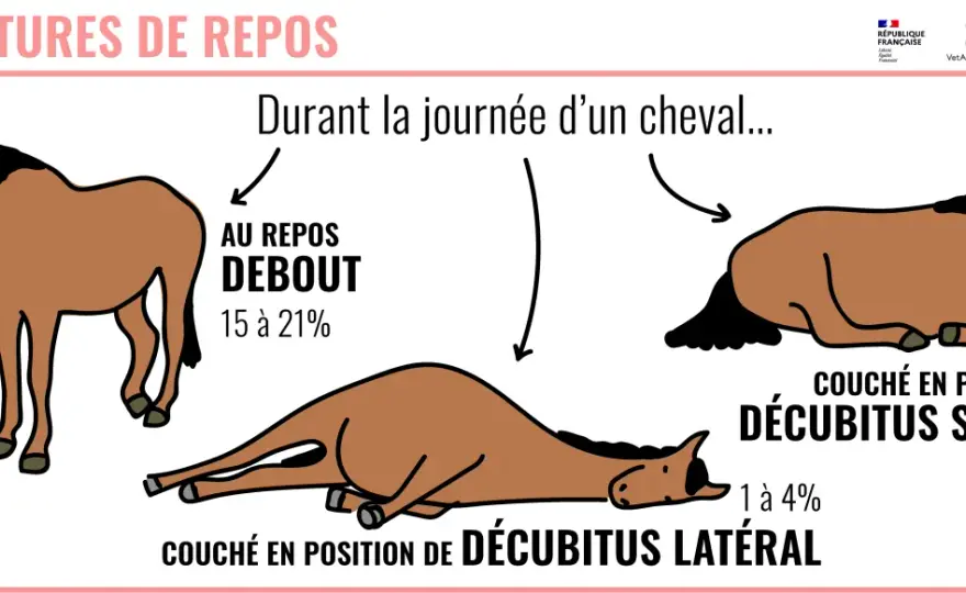 Cheval seul - Pourquoi c'est un problème et comment y remédier