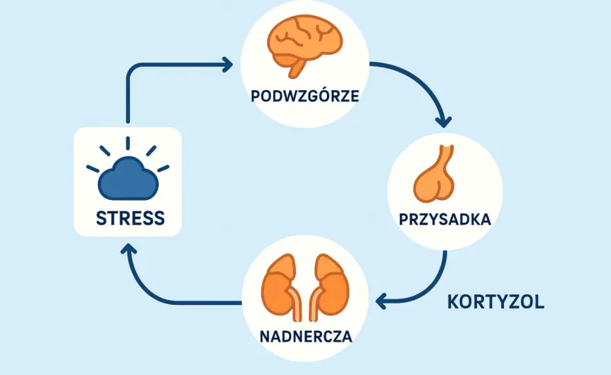 Reakcja stresowa organizmu - Jak odzyskać kontrolę?