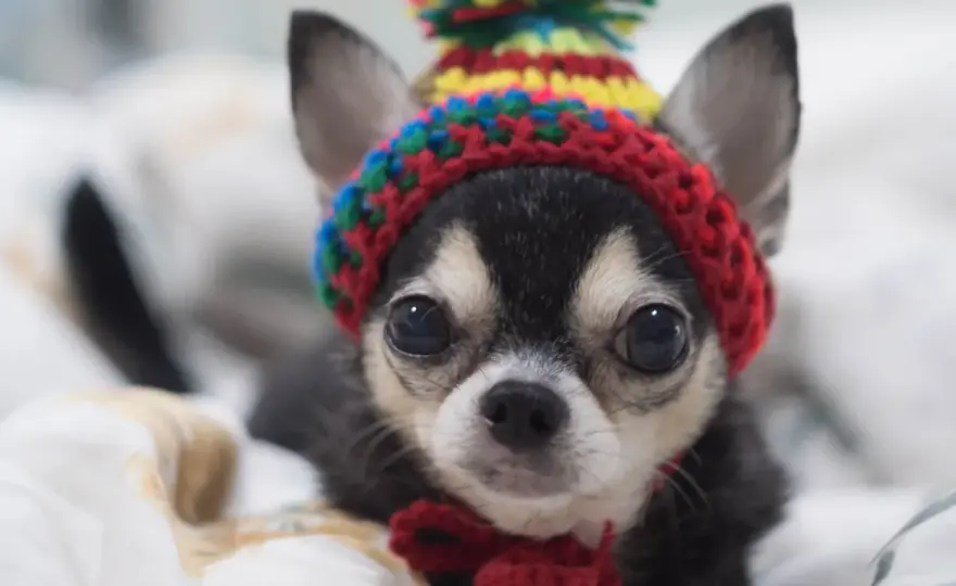 Jak wytresować chihuahua w 6 prostych krokach - skuteczne metody szkolenia