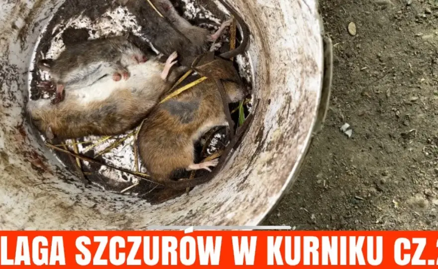 Gdzie wyrzucić trutkę na szczury - bezpieczna utylizacja krok po kroku