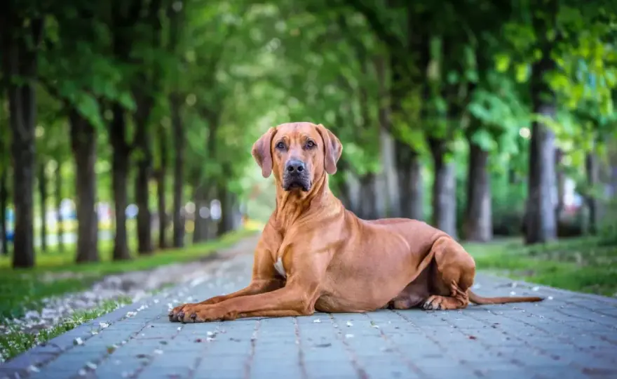 Chien chasseur de lion - Mythe ou réalité du Rhodesian Ridgeback ?