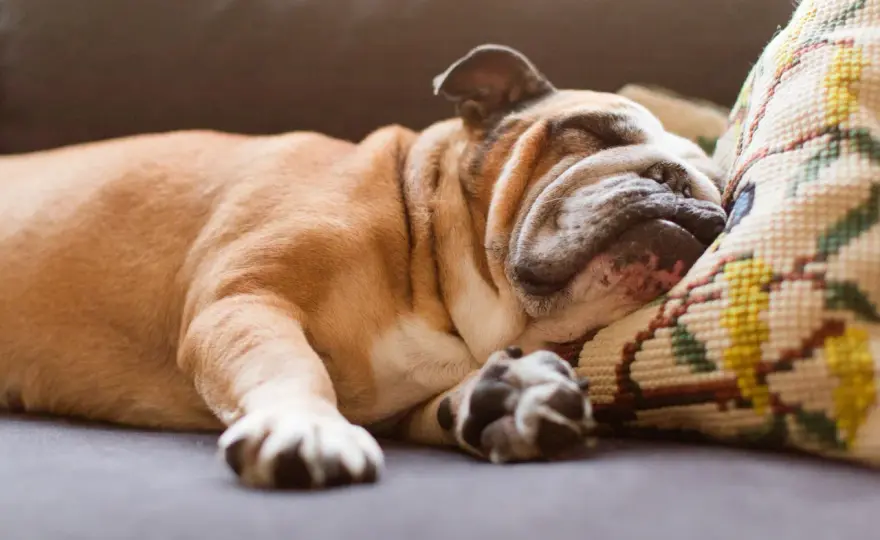 Do Dogs Have Nightmares? What to Do & When to Worry