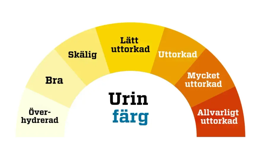 Urinen luktar annorlunda i klimakteriet - så vet du varför