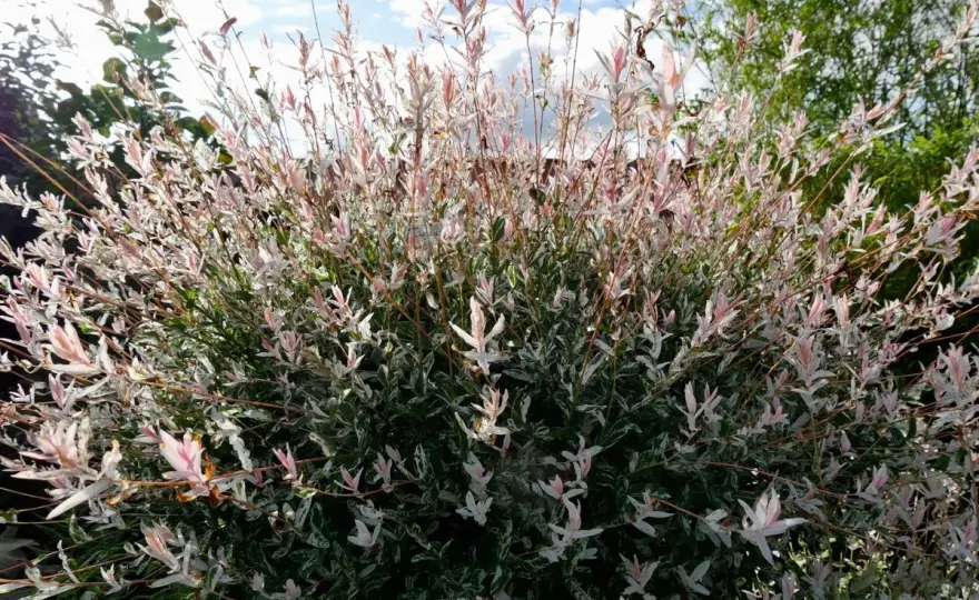 Saule crevette sur tige - Réussir sa culture en pot ou jardin