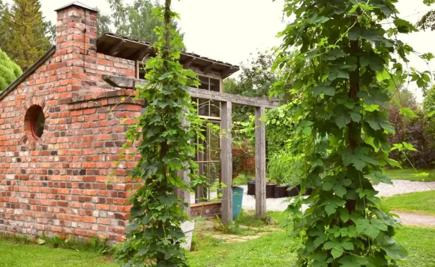 Odla humle - Enkel guide för egen skörd i trädgården