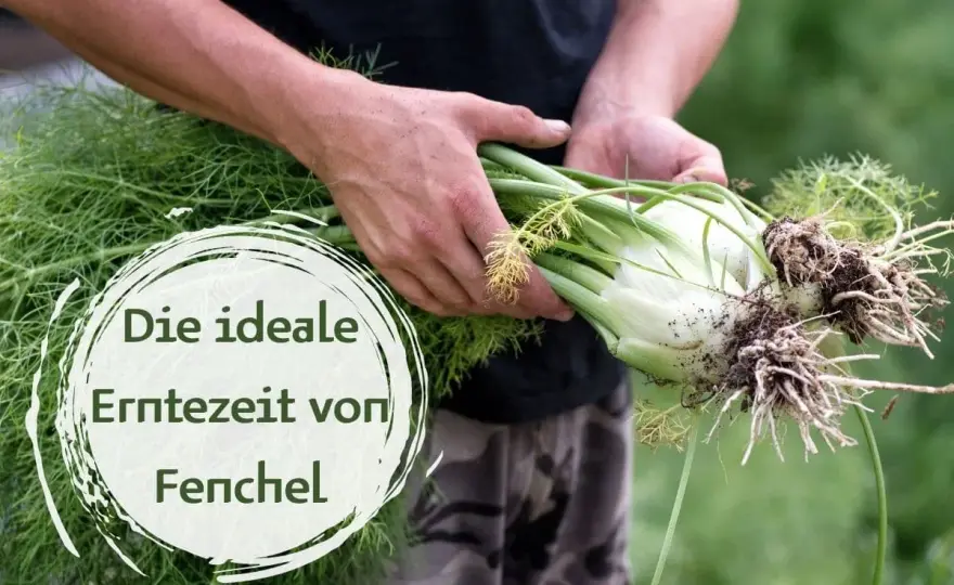 Knollenfenchel ernten - so erkennst du den richtigen Zeitpunkt