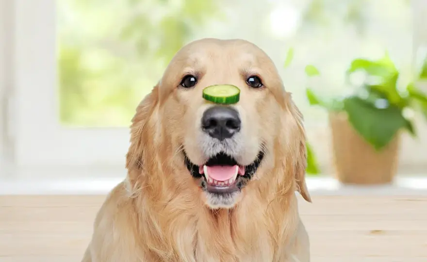 Dürfen Hunde Gurke essen? Das solltest du wissen
