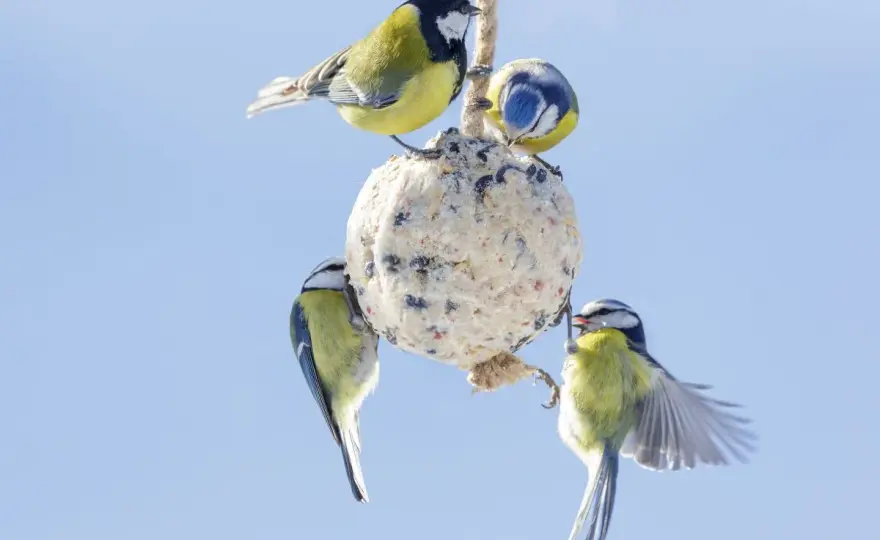 Co jedzą sikorki? Bezpieczne dokarmianie zimą i naturalna dieta