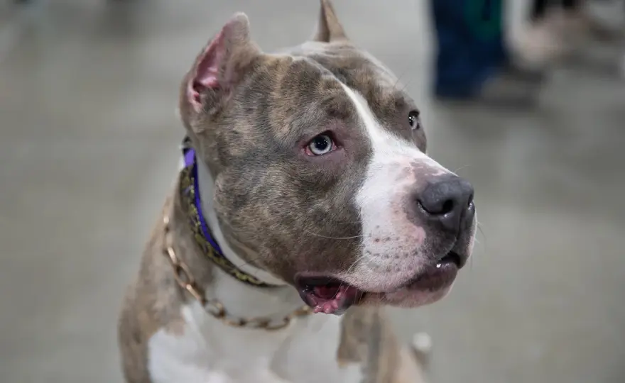 Jak wygląda pitbull - Poznaj cechy rasy i uniknij pomyłek