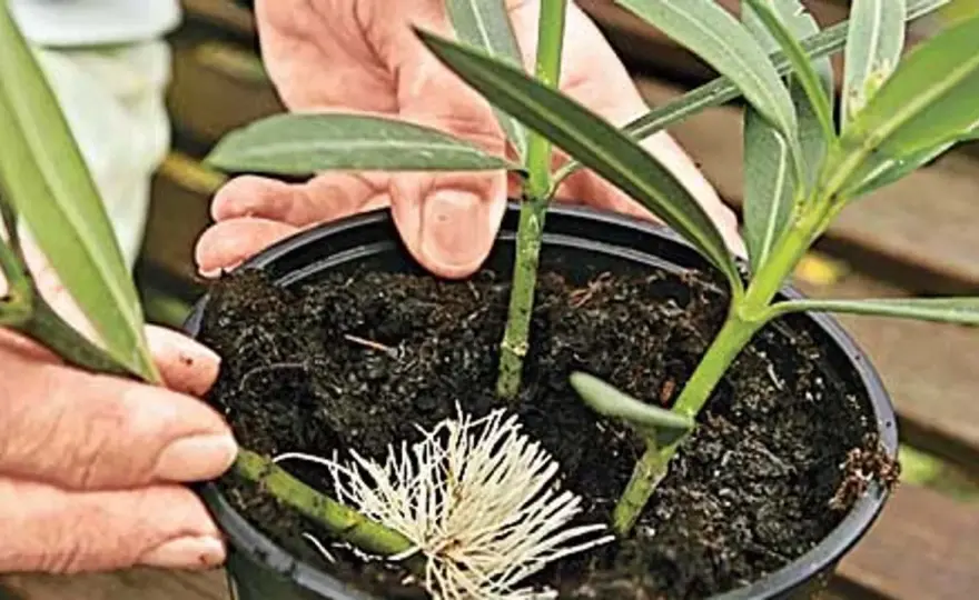 Oleander vermehren - so gelingen Stecklinge sicher
