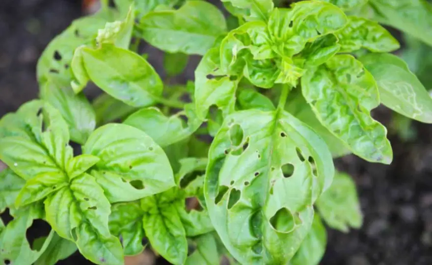 Buchi sulle foglie del basilico? Riconosci il parassita