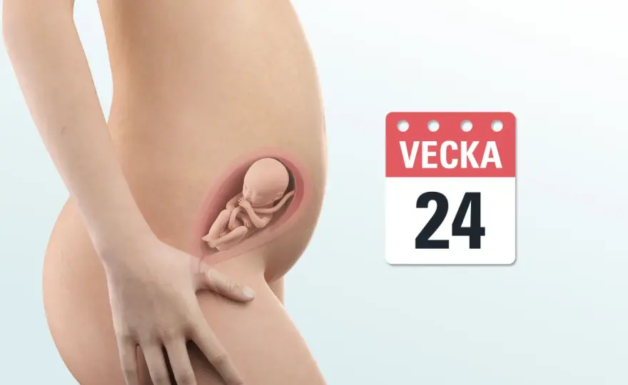 Gravid vecka 24 - vad som händer med barnet och kroppen