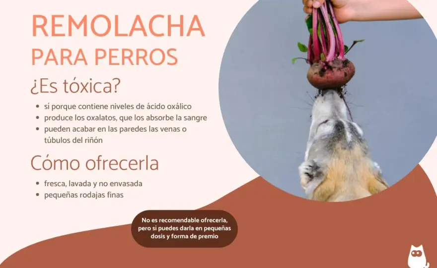Remolacha para perros - ¿Es segura? Guía completa