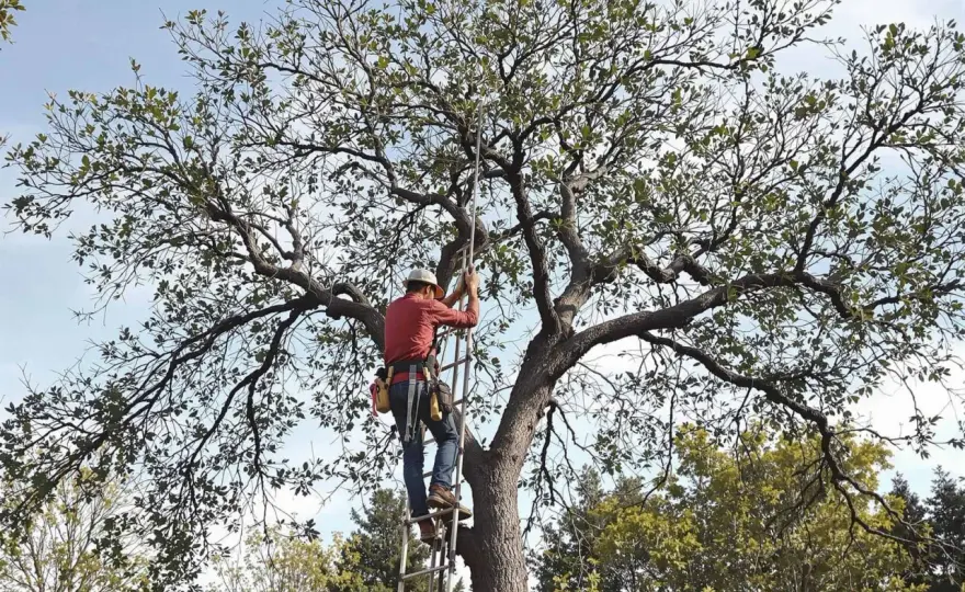 Tailler un olivier - Le guide complet pour un arbre sain