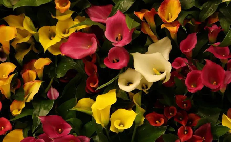 Calla (Zantedeschia) - Le guide complet pour une floraison parfaite