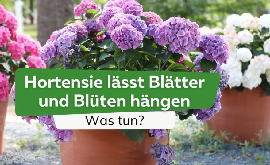 Hortensie schlapp trotz Wasser - Ursachen & Soforthilfe