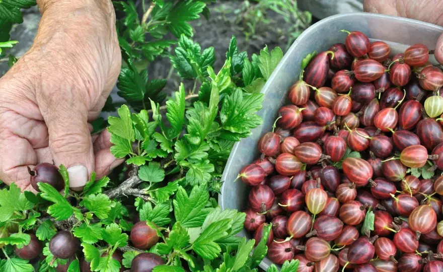 Kiedy jest sezon na agrest? Sprawdź, kiedy go zbierać i gdzie kupić