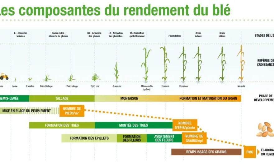 Rendement du blé - Évitez les erreurs qui coûtent cher