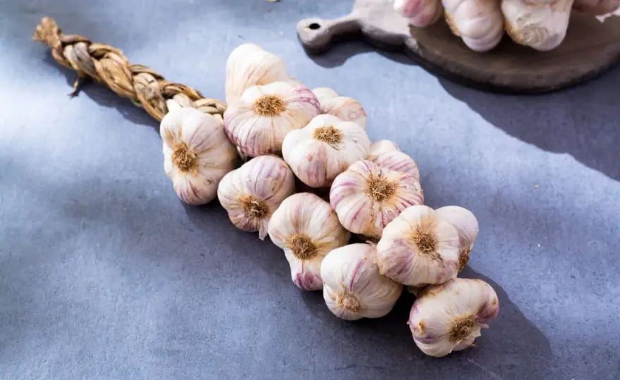 Knoblauch ernten - so bleiben die Knollen monatelang haltbar