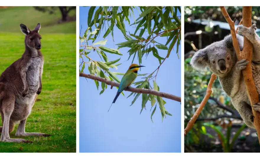 Kangur czy koala? Poznaj różnice - australijskie torbacze