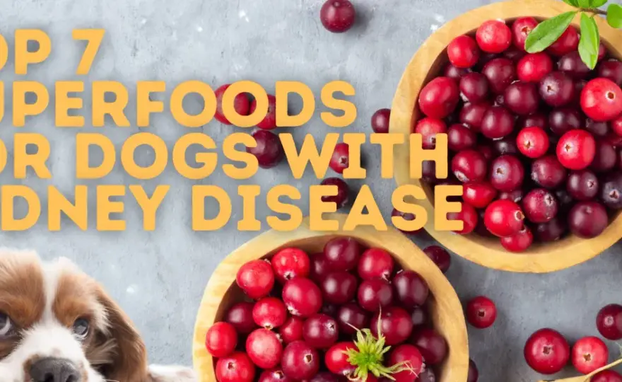 Kidney Diet for Dogs - What You Need to Know