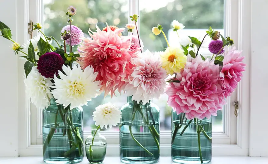 Välj rätt dahlia - guide till blomform, plats & skötsel