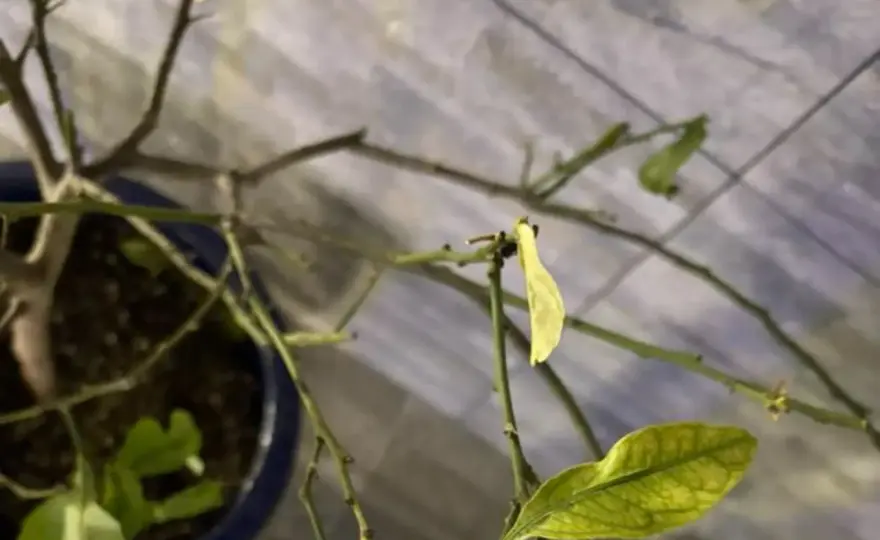 Foglie gialle del limone? Cause e rimedi per capire cosa fare