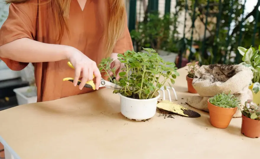 Comment sauver une plante d’intérieur qui dépérit ?