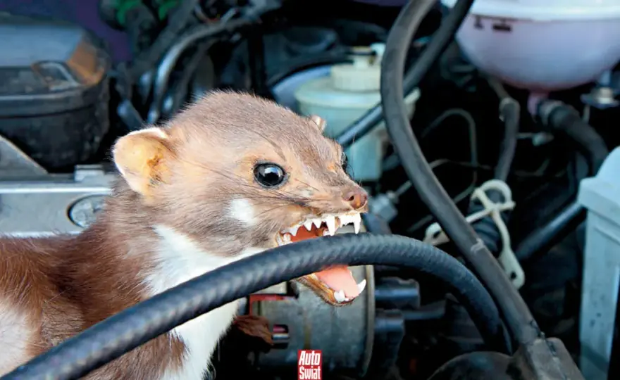 Kuna pod maską - Dlaczego gryzie kable i jak chronić auto?