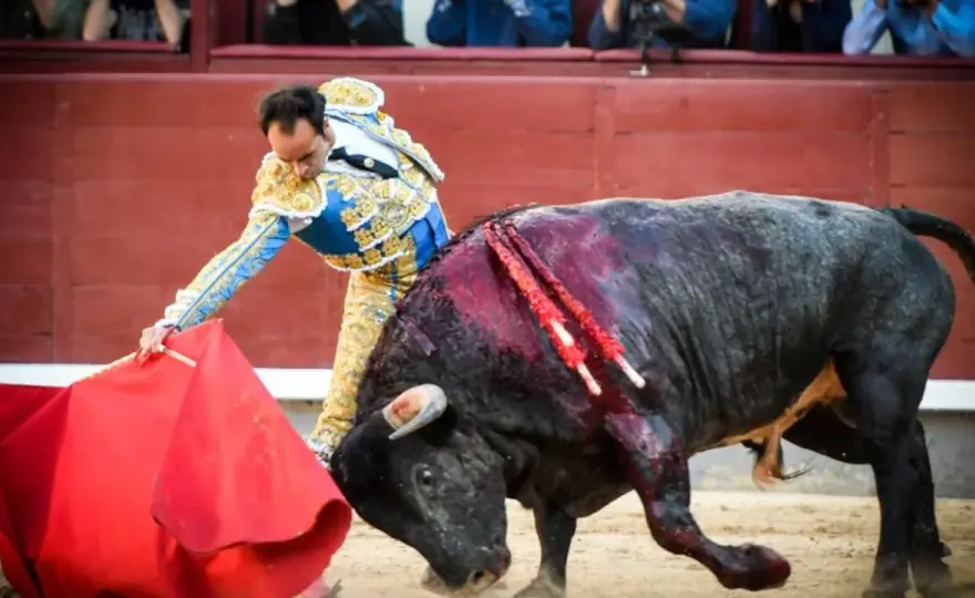 Toro y Torero - Claves para entender la lidia y la tauromaquia