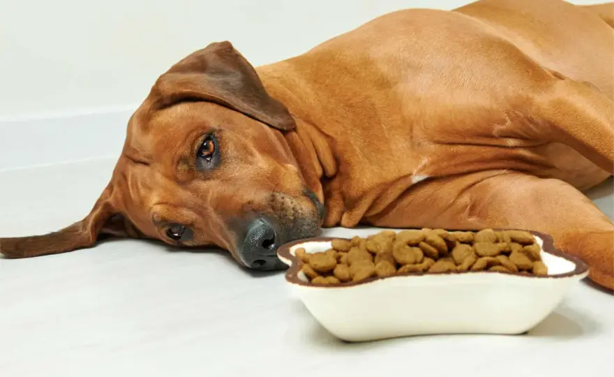 Dog Not Eating? When to Worry & What to Do