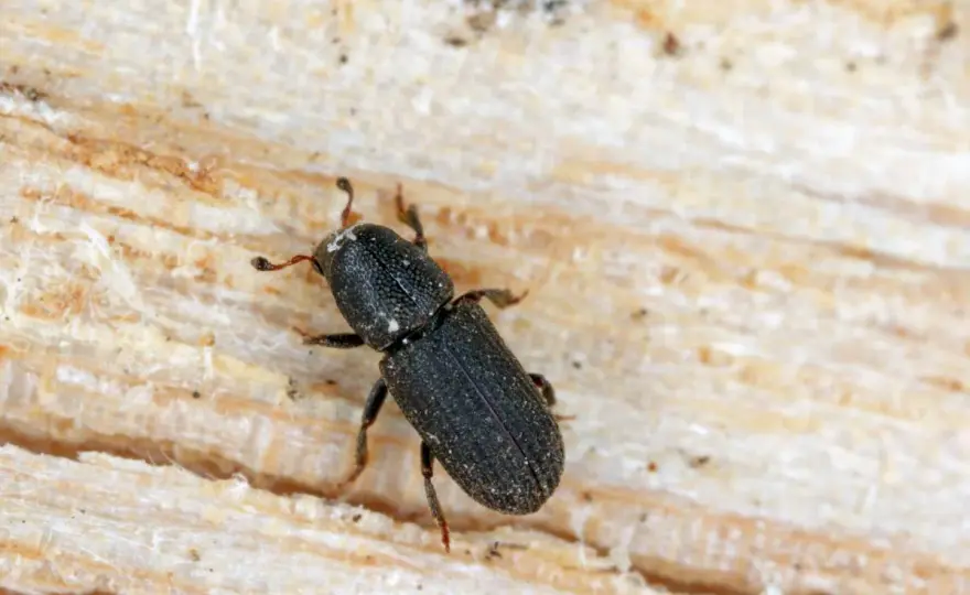 Kornik w drewnie - jak rozpoznać i co robić? Poradnik