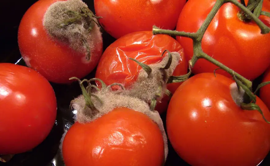 Schimmelige Tomaten richtig erkennen und entsorgen