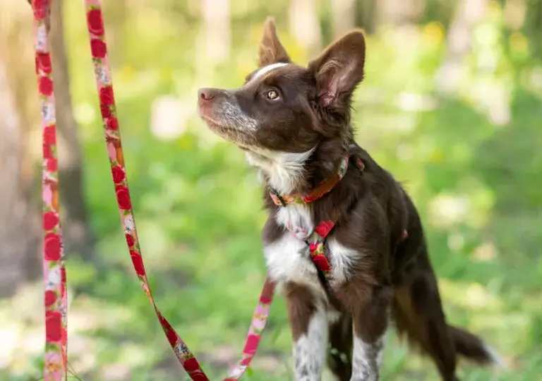 Obroża czy szelki dla border collie - co wybrać dla aktywnego psa?