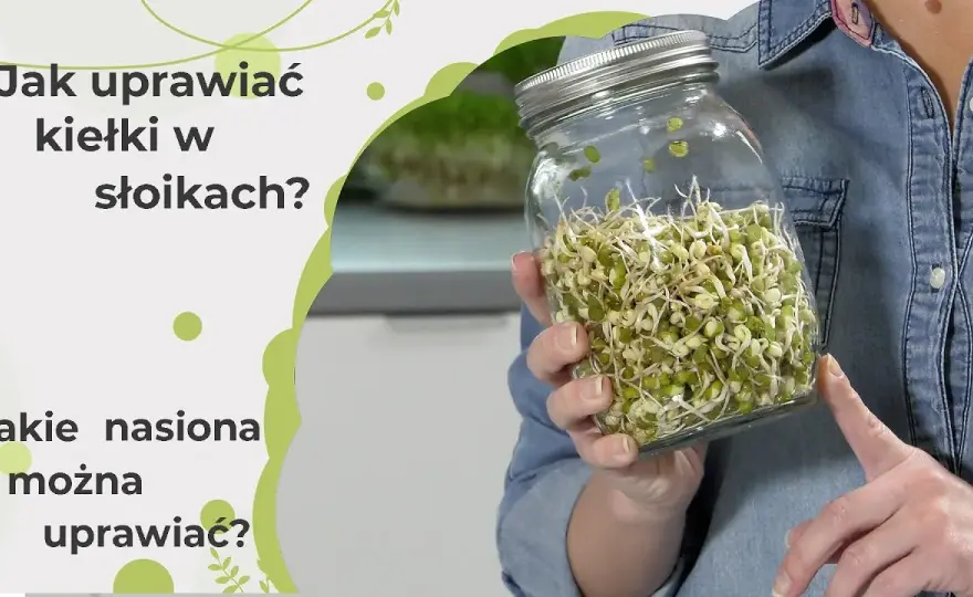 Jak uprawiać kiełki w domu - proste sposoby na zdrowe dodatki do diety