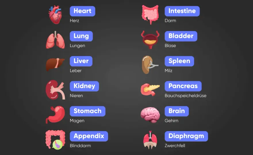 Körperteile Englisch lernen - So klappt's ohne Frust!