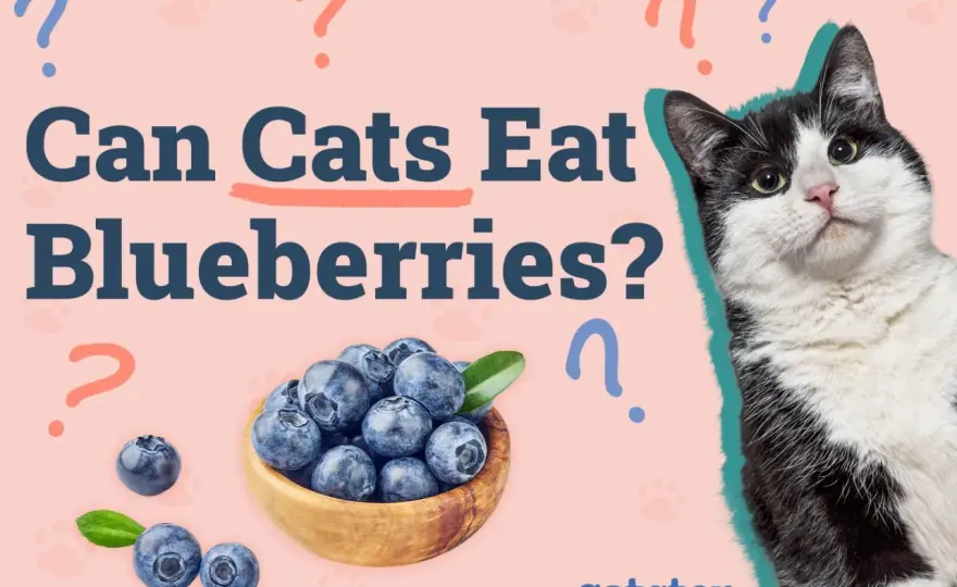 Can Cats Eat Blueberries? What Every Cat Owner Needs to Know