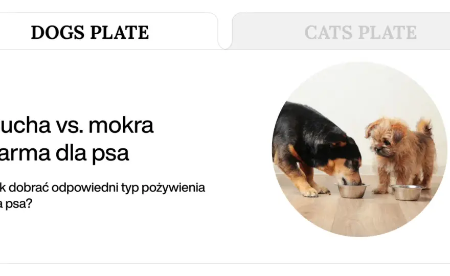 Sucha czy mokra karma dla psa? Poznaj wady, zalety i wybierz mądrze
