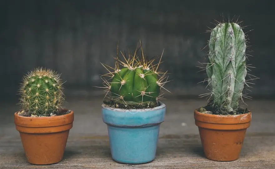 ¿Cada cuánto regar un cactus? La guía definitiva