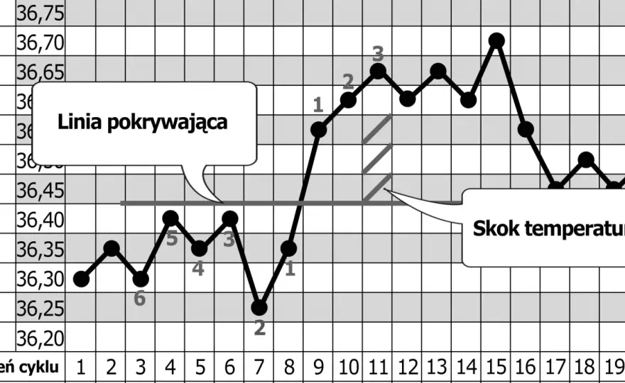 Kiedy jest owulacja? Dlaczego kalendarzyk się myli?