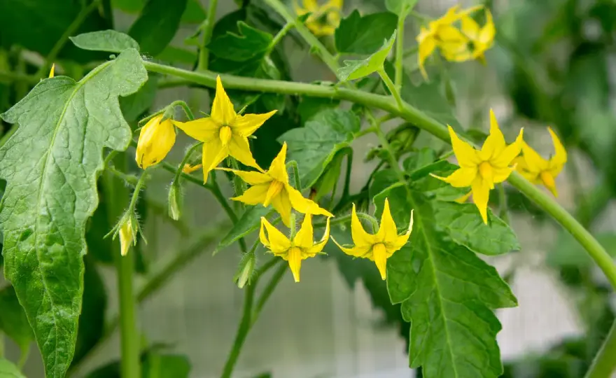 Pourquoi mes tomates ne fleurissent pas ? Les solutions au potager