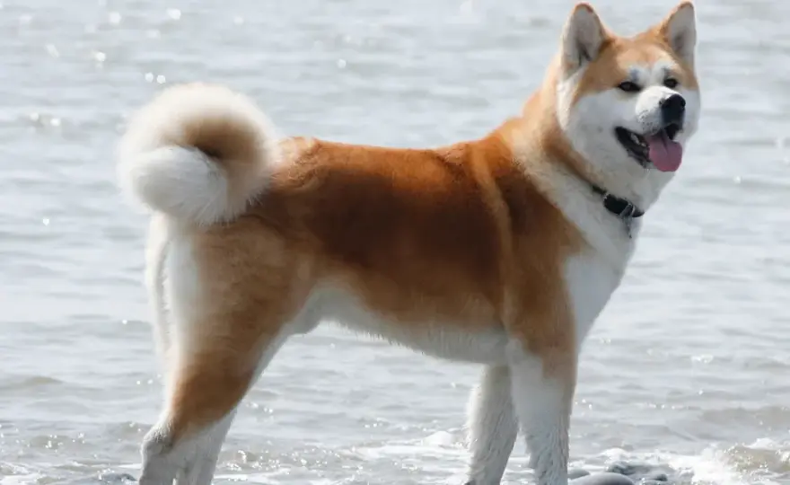 Akita: Groźna czy źle wychowana? Prawda o charakterze rasy.