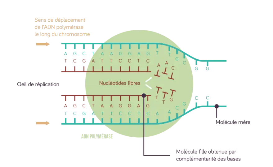 Réplication ADN - Le guide pour enfin comprendre les schémas