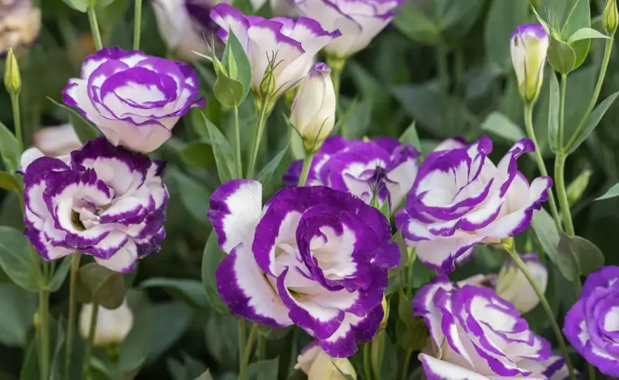 Eustoma w doniczce - jak dbać, by długo kwitła?