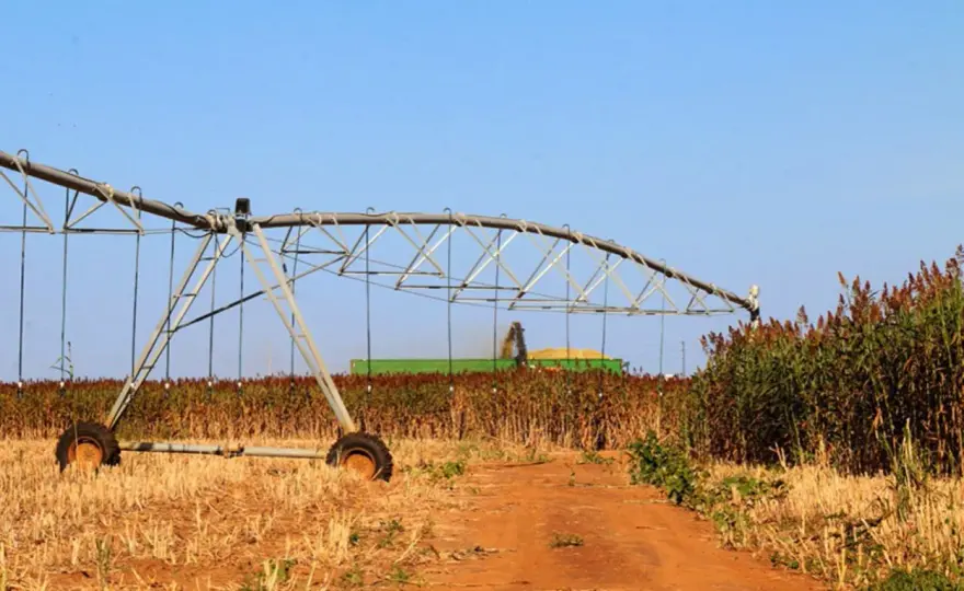 Sorgho sucré - L'alternative biomasse économe en eau ?