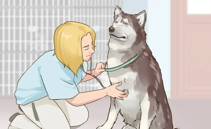 Cómo ganarse la confianza de un perro: 7 claves para un vínculo fuerte