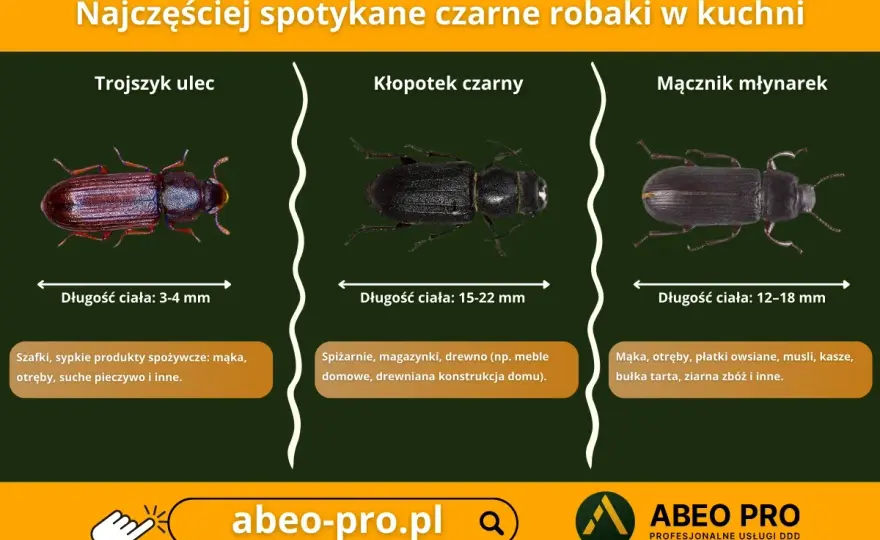 Małe czarne robaczki - Czy to pluskwy? Rozpoznaj i działaj!